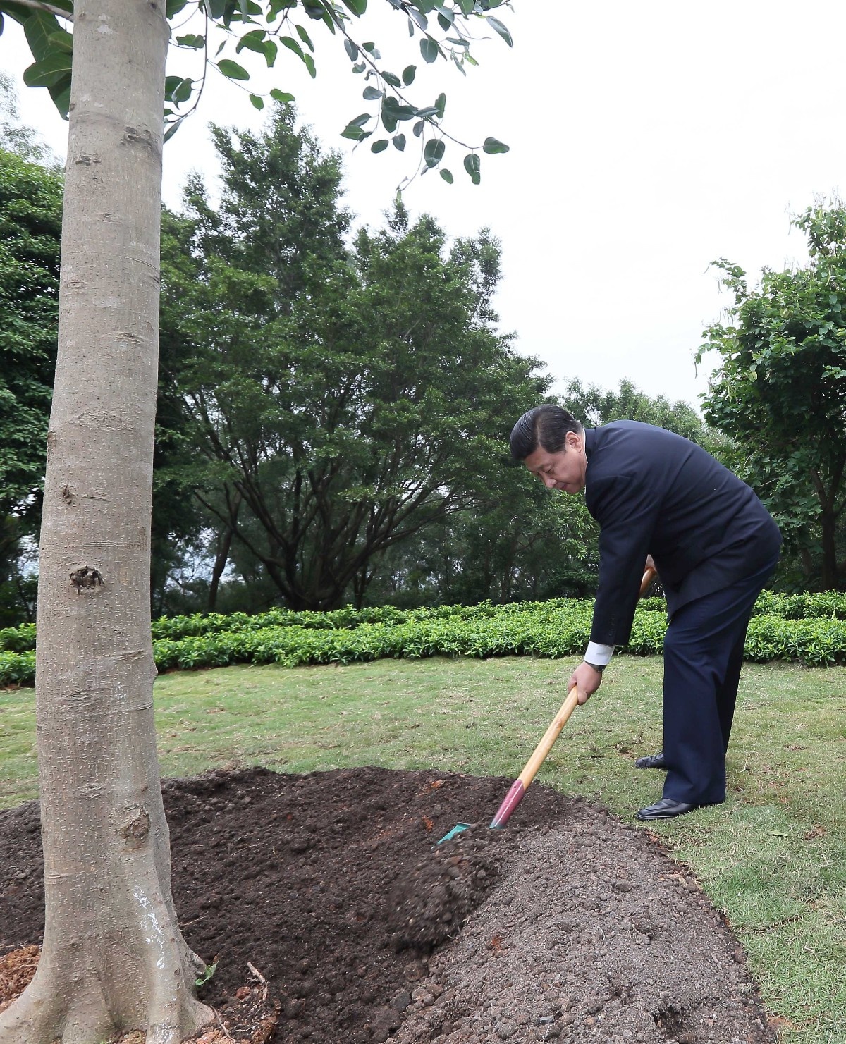 2012年12月8日，習(xí)近平在深圳蓮花山公園種下一棵高山榕樹。