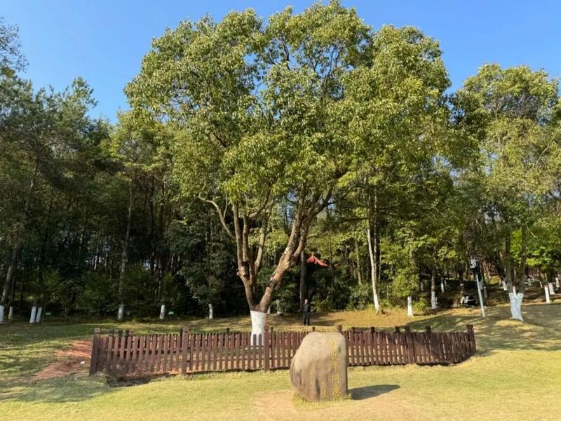 習(xí)近平同志為福建省長汀縣水土保持科教園捐種的香樟樹。圖源：學(xué)習(xí)時報