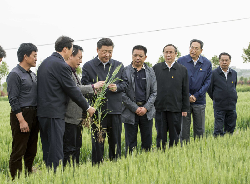 2016年4月25日下午，習(xí)近平在安徽滁州市鳳陽縣小崗村察看小麥長勢。左一為種糧大戶程夕兵。新華社記者 李學(xué)仁 攝